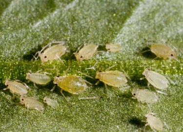 Тля &mdash; это небольшое насекомое, относящееся к семейству Aphididae, она&nbsp;является одним из наиболее разрушите...
