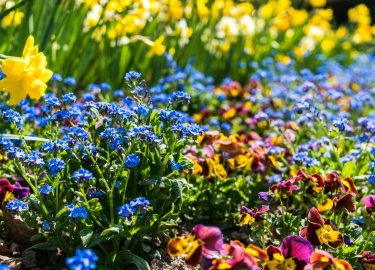 Цветник &mdash; участок (ограниченная территория), на котором выращивают декоративные растения. Чаще всего это травянистые цветковые растения, но могут присутствовать также кустарники и небольшие деревья.
