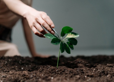 Рыхление почвы необходимо для того, чтобы обеспечить корни растений кислородом и избавиться от сорняков, которые не только отнимают питательные вещ...