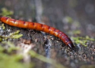 Обзор наиболее распространенных вредителей и болезней плодоовощных культур, наносящих огромный урон урожайности на приусадебных и дачных участках с...