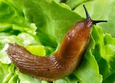 Слизни являются одними из наиболее распространенных вредителей сада и огорода. Они способны нанести значительный ущер...