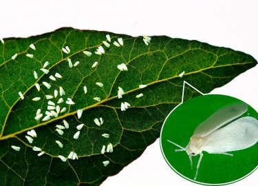 Белокрылка &mdash; это один из самых распространенных вредителей, который может нанести значительный ущерб рассаде. Важно своевременно принять меры...