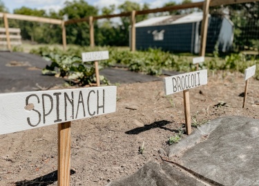 Семена &mdash; особая многоклеточная структура сложного строения, служащая для размножения и расселения семенных растений, обычно развивающаяся после оплодотворения из семязачатка.
