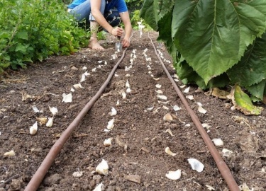 Правильная посадка чеснока &mdash; залог успешного урожая. Следуя этим простым рекомендациям, вы сможете вырастить здоровый и вкусный чеснок в свое...