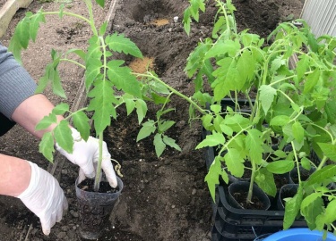 Выращивание помидоров &ndash; это увлекательный процесс, который приносит удовольствие и богатый урожай. 
