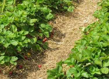 Мульча - это материал, который накладывается на поверхность почвы вокруг растений с целью улучшения её качества и обеспечения оптимальных условий д...