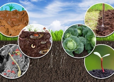 Плодородная почва - основа здорового роста растений и богатого урожая. Важным этапом заботы за вашим садом и огородом является обработка почвы...
