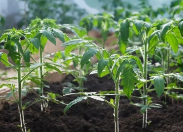 Выращивание помидоров &mdash; занятие увлекательное, но не без своих трудностей. Многие садоводы, особенно новички, часто сталкиваются с распростра...