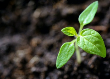 В средней полосе России наиболее распространены дерново-подзолистые, дерновые и торфяно-болотные почвы. Рассмотрим особенности основных видов почв ...
