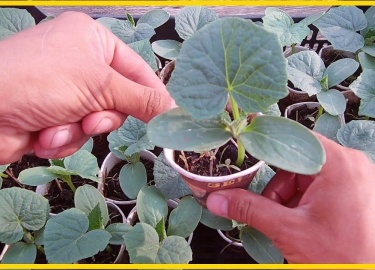 Выращивание рассады огурцов &mdash; это важный этап, который определяет будущее здоровье и продуктивность растения.
