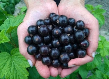 Защита смородины от вредителей и болезней &mdash; ключевой аспект ухода за этой ягодной культурой, который обеспечивает не только здоровье растений...