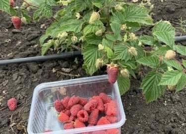 Подготовка малины к зиме &mdash; ключевой этап для сохранения растений и получения хорошего урожая в следующем сезоне...