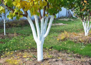 Правильная подготовка плодовых кустов и деревьев к зиме &mdash; залог их здоровья и продуктивности в будущем сезоне. Соблюдение этих простых правил...