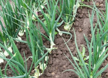 Посадка репчатого лука в начале марта &mdash; это важный этап для обеспечения богатого урожая.
