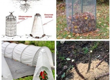 Спасаем растения от зимних холодов -&nbsp;Эффективные способы защиты от заморозков
