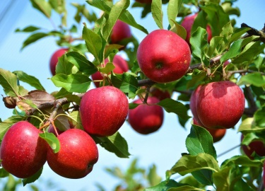 Молодые яблони требуют особого внимания и правильного ухода, поскольку именно первые годы жизни закладывают основу зд...